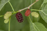 Red mulberry